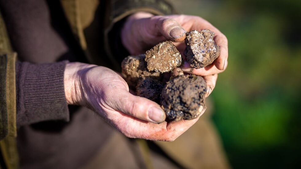 Ein Trüffelbauer in Niedersachsen hält auf seiner Plantage geerntete Pilze in der Hand. (Archivbild) Ein Trüffelbauer in Niedersachsen hält auf seiner Plantage geerntete Pilze in der Hand. (Archivbild)