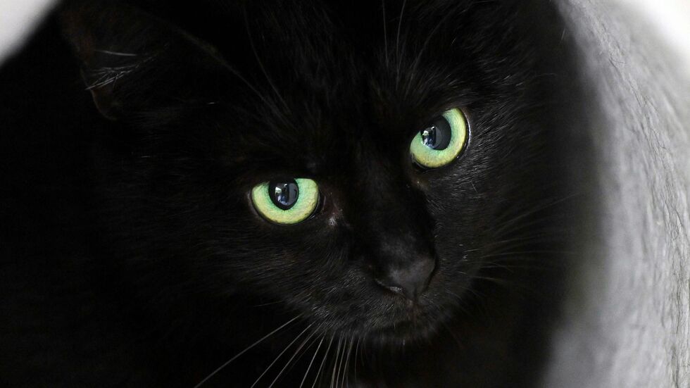 Bis zum 1. November dürfen im städtischen Tierheim der katalanischen Gemeinde keine schwarzen Katzen vermittelt werden. (Symbolbild) Bis zum 1. November dürfen im städtischen Tierheim der katalanischen Gemeinde keine schwarzen Katzen vermittelt werden. (Symbolbild)