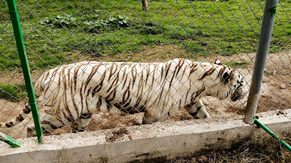 Nach Angaben der Behörden wiegte der entlaufene Tiger rund 130 Kilogramm.  Nach Angaben der Behörden wiegte der entlaufene Tiger rund 130 Kilogramm.