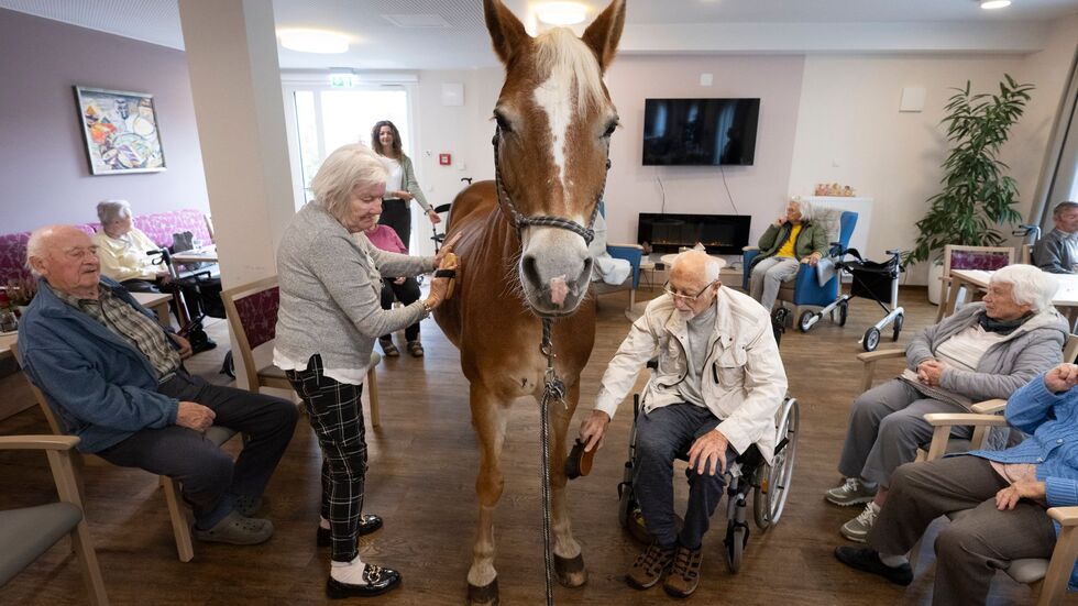 Geduldig lässt sich die Haflinger-Stute striegeln.  Geduldig lässt sich die Haflinger-Stute striegeln.
