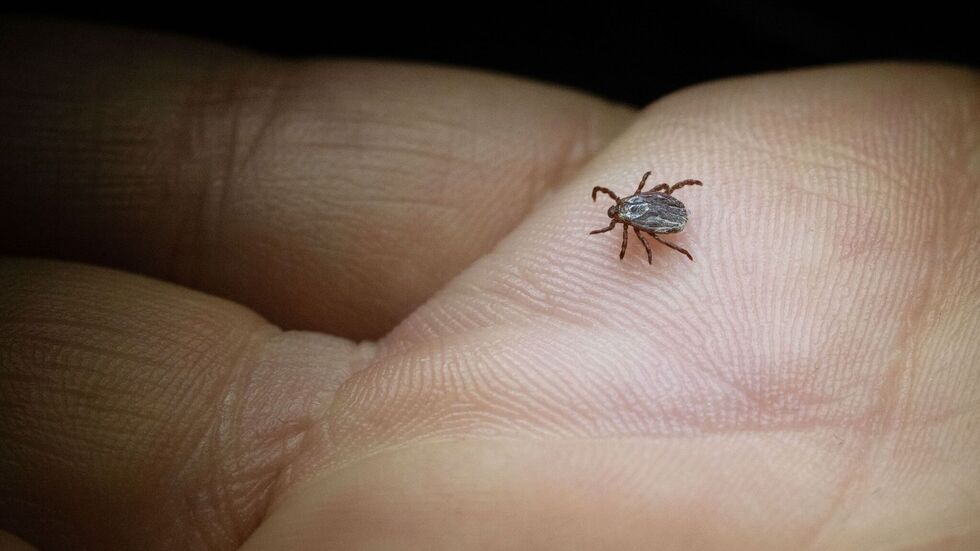 In Sachsen werden immer mehr Borreliose-Fälle registriert.