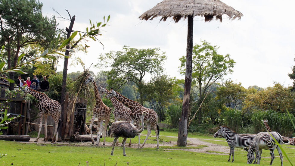 In der Afrika-Savanne haben die Pfleger einen Sonnen­schirm für die Giraffen aufge­stellt, um ihnen einen Schutz vor der brennenden Sonne bieten zu können. (Foto: Quelle Zoo Leipzig)