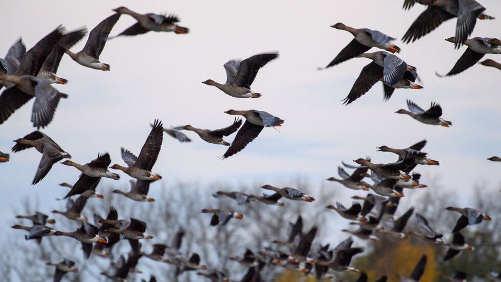 In Sachsen sind drei Fälle von Vogelgrippe nachgewiesen. (Symbolbild) In Sachsen sind drei Fälle von Vogelgrippe nachgewiesen. (Symbolbild)