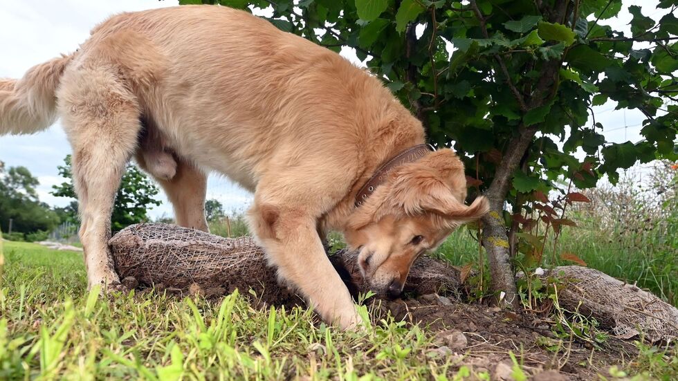 Hunde bekommen bei der Trüffelernte zum Einsatz - hier ist ein Golden Retriever Trüffelspürhund in Baden-Württemberg. (Archivbild)  Hunde bekommen bei der Trüffelernte zum Einsatz - hier ist ein Golden Retriever Trüffelspürhund in Baden-Württemberg. (Archivbild)