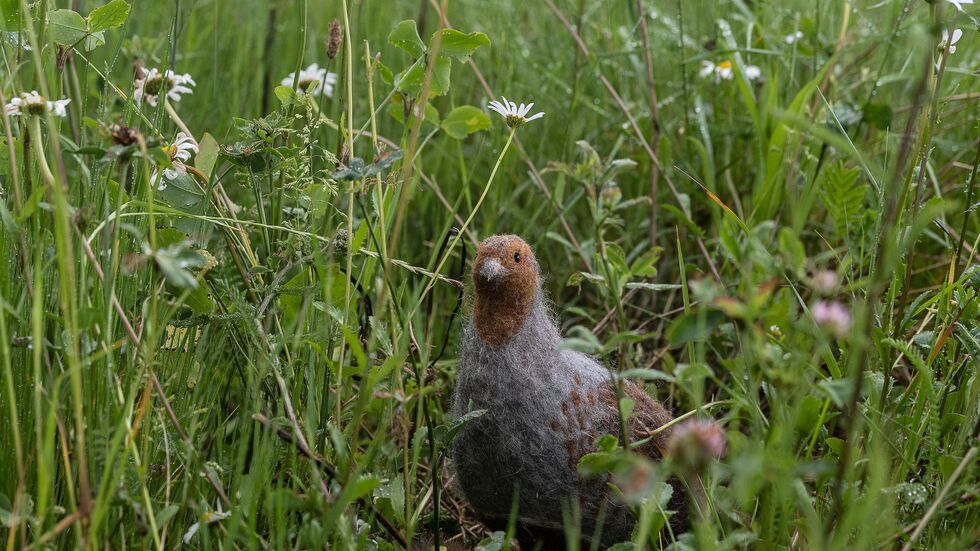 Das in seinem Bestand gefährdete Rebhuhn ist zum Vogel des Jahres gewählt worden. (Archivbild) Das in seinem Bestand gefährdete Rebhuhn ist zum Vogel des Jahres gewählt worden. (Archivbild)