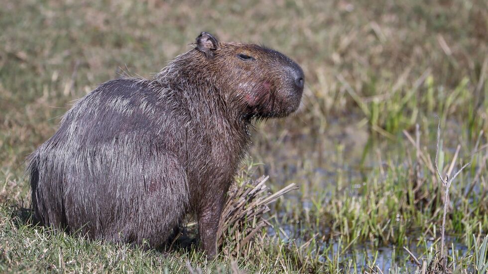 Capybara und andere Wildtiere wurden bei der Operation beschlagnahmt. (Archivbild) Capybara und andere Wildtiere wurden bei der Operation beschlagnahmt. (Archivbild)