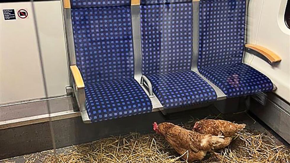 «Die Eier sind 1. Klasse», schrieb die Deutsche Bahn auf Instagram zu den zurückgelassenen Hühnern. «Die Eier sind 1. Klasse», schrieb die Deutsche Bahn auf Instagram zu den zurückgelassenen Hühnern.