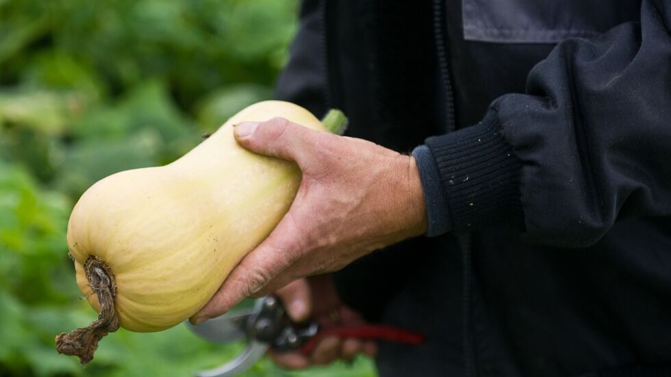 Ernte eines Kürbisses der Sorte Butternut. (Archivbild) Ernte eines Kürbisses der Sorte Butternut. (Archivbild)