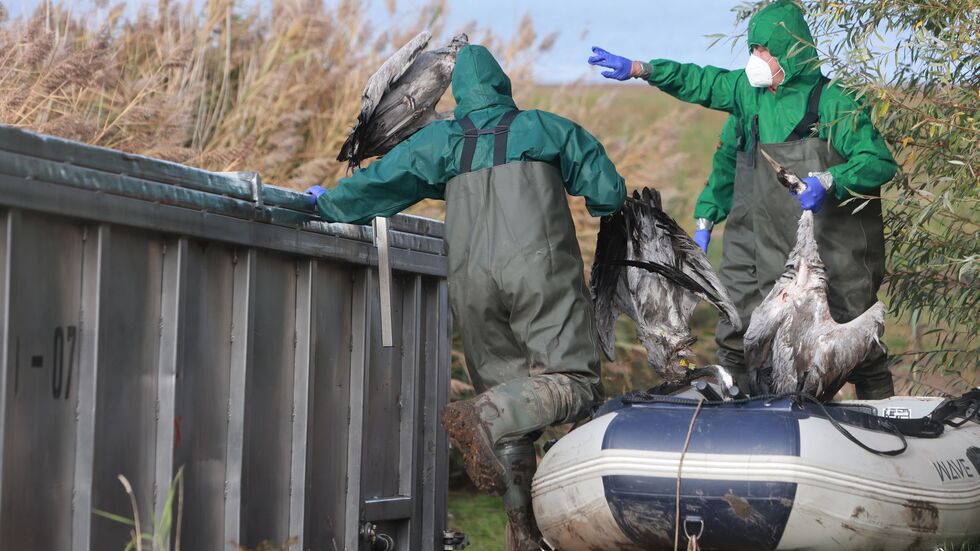 Kraniche verenden derzeit in großer Zahl an der Vogelgrippe. (Archivbild)    