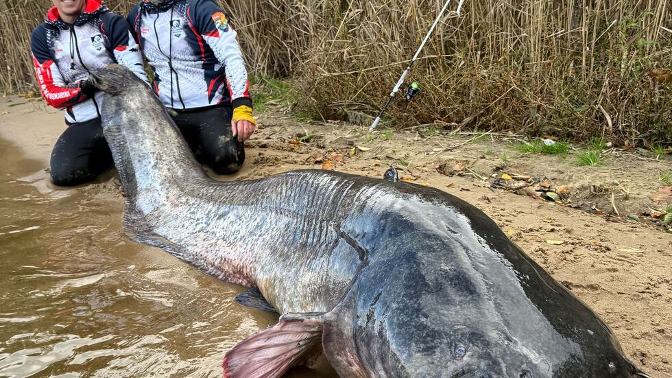 Zwei Angler in Polen haben einen fast drei Meter langen Wels gefangen. (Foto Handout) Zwei Angler in Polen haben einen fast drei Meter langen Wels gefangen. (Foto Handout)