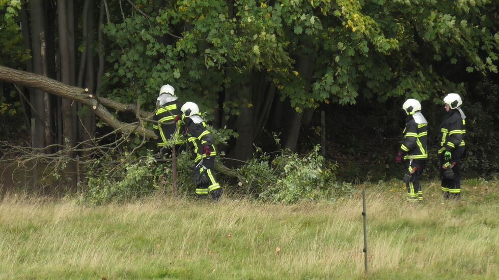 Durch den kaputten Zaun konnten zwei Schafe ins Freie gelangen. Durch den kaputten Zaun konnten zwei Schafe ins Freie gelangen.