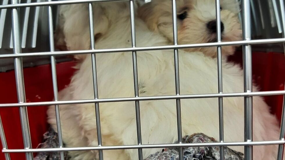 Die Malteser- und Bichon-Frise-Welpen waren vermutlich jünger als acht Wochen. Die Malteser- und Bichon-Frise-Welpen waren vermutlich jünger als acht Wochen.