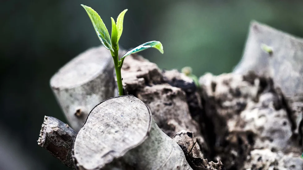 (c) Pixabay aks photos