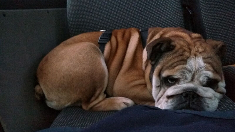 Bulldogge Lenni auf dem Rücksitz des Streifenwagens