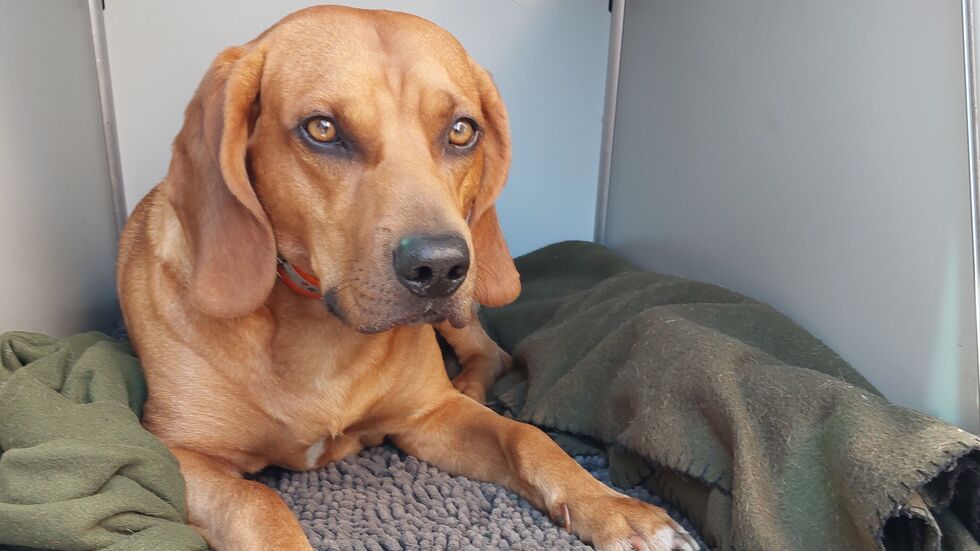 Hungrig, aber in Sicherheit: Ausreißer Balu.