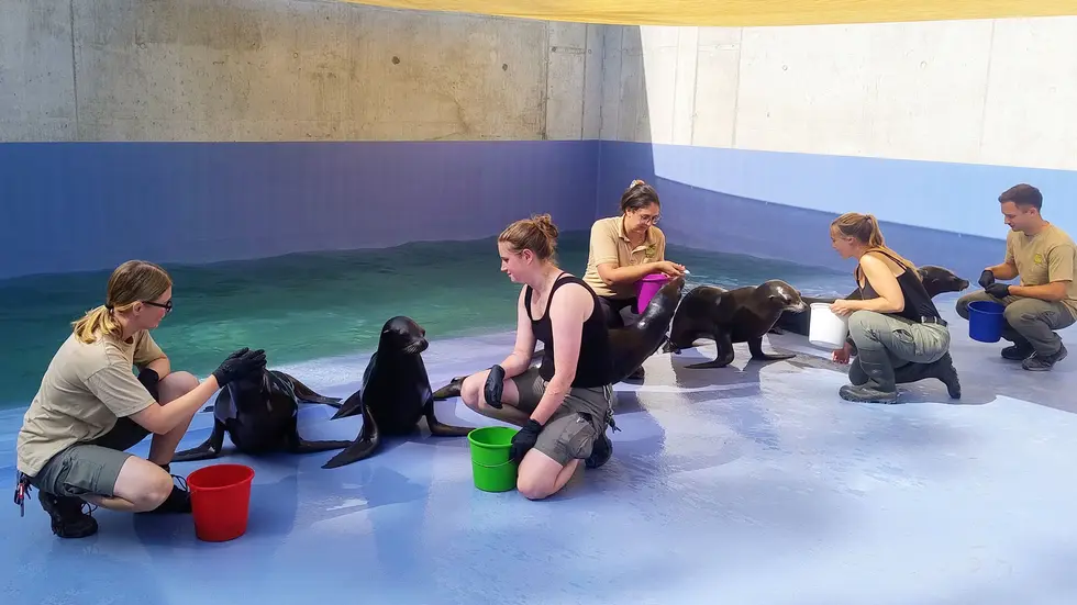 Tierpfleger mit den neuen Pinguinen in der neuen Leipziger Zoo-Themenwelt "Feuerland". Tierpfleger mit den neuen Pinguinen in der neuen Leipziger Zoo-Themenwelt "Feuerland".