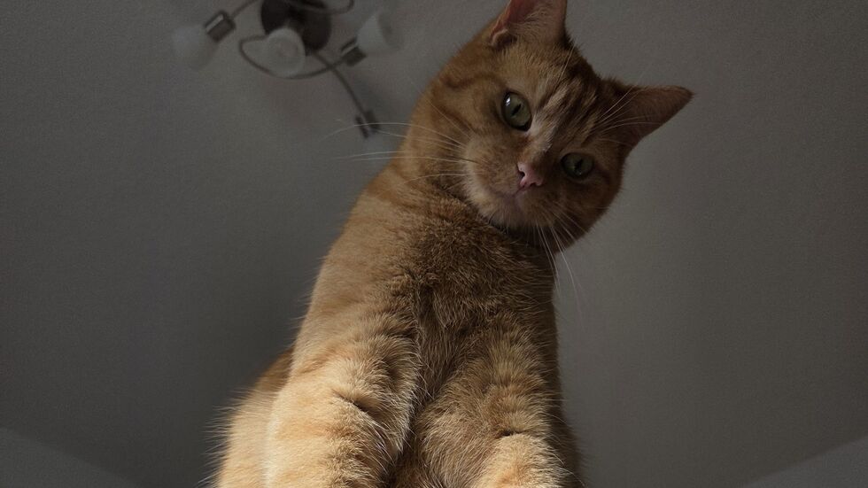 Pepe wird in Zschopau vermisst. Pepe wird in Zschopau vermisst.