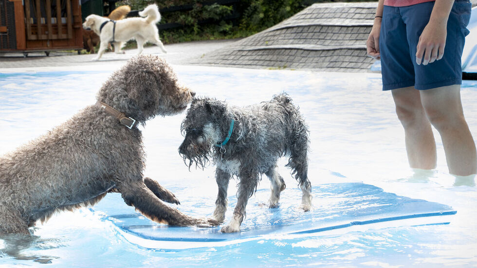 Die Vierbeiner hatten gemeinsam ihren Spaß.