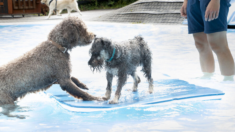 Die Vierbeiner hatten schon die letzten Jahre ihren Spaß. Die Vierbeiner hatten schon die letzten Jahre ihren Spaß.