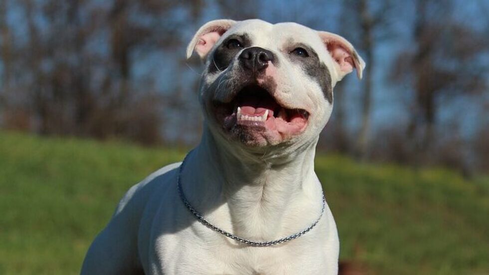 Sraffordshire Terrier sind eigentlich als Familienhunde geeignet, können aber auch sehr gefährlich werden. (Symbolbild) Sraffordshire Terrier sind eigentlich als Familienhunde geeignet, können aber auch sehr gefährlich werden. (Symbolbild)