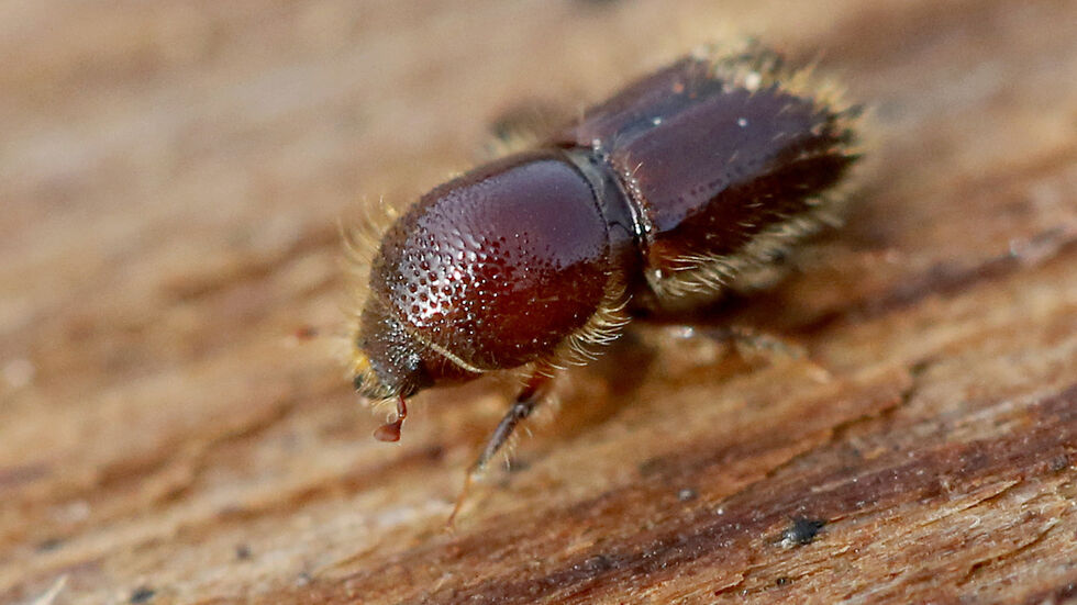 Borkenkäfer auf Fichtenrinde (Archivfoto) Borkenkäfer auf Fichtenrinde (Archivfoto)