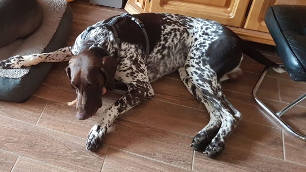 Spike ist in der Nähe des Golfplatzes in Bad Schlema entlaufen.