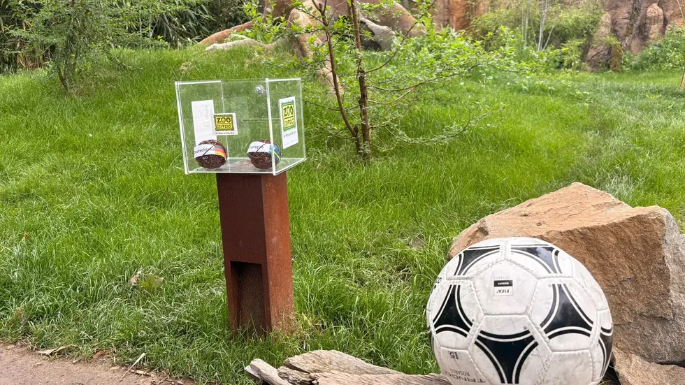Zwischen diesen beiden Kugeln aus Weidenzweigen zum Spielen mussten sich die Aras im Leipziger Zoo entscheiden. Zwischen diesen beiden Kugeln aus Weidenzweigen zum Spielen mussten sich die Aras im Leipziger Zoo entscheiden.