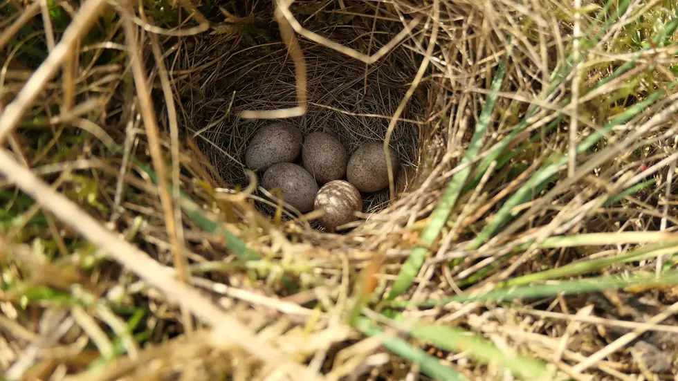 Das DBU Naturerbe bittet um Achtsamkeit beim Spaziergang: Nester von bodenbrütenden Vögeln sind auf den ersten Blick oft schwer zu erkennen.