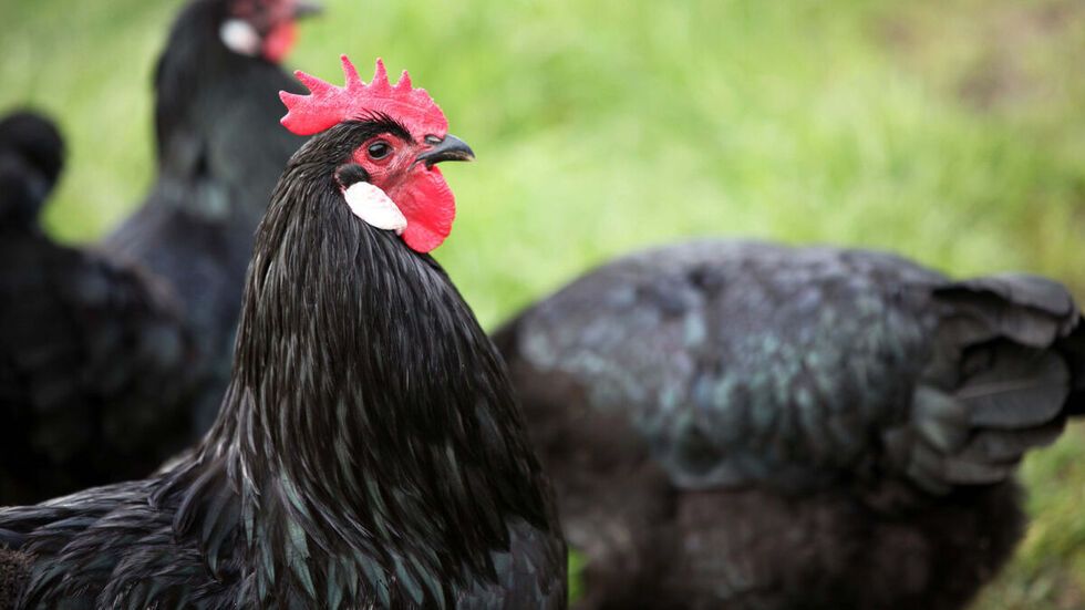 Ein Sachsenhuhn vom Farbschlag schwarz, Züchter Dieter Kühne.