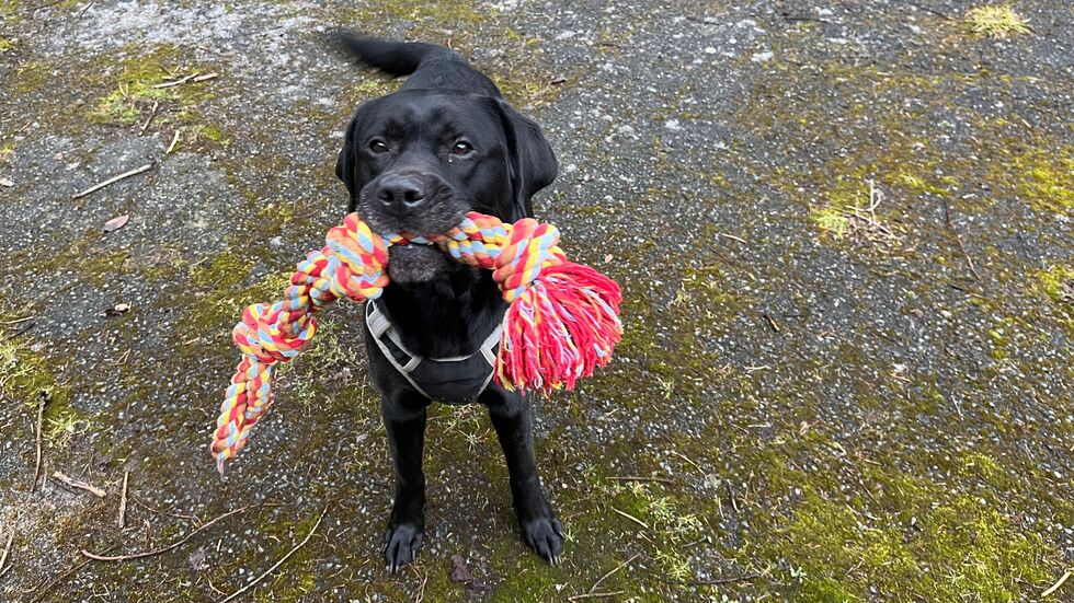 Im Tierheim zeigt sich der Hund freundlich und aufgeschlossen. Im Tierheim zeigt sich der Hund freundlich und aufgeschlossen.