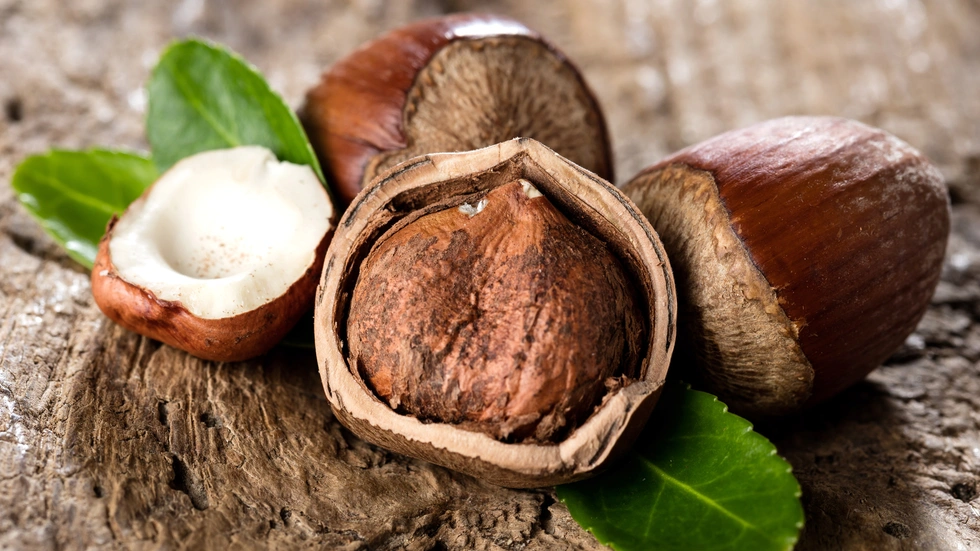 Haselnuss, aufgebrochen