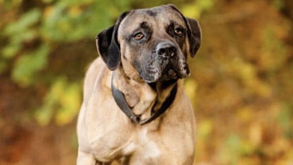 Das ist Aaron, ein Dogo Canario. Das ist Aaron, ein Dogo Canario.