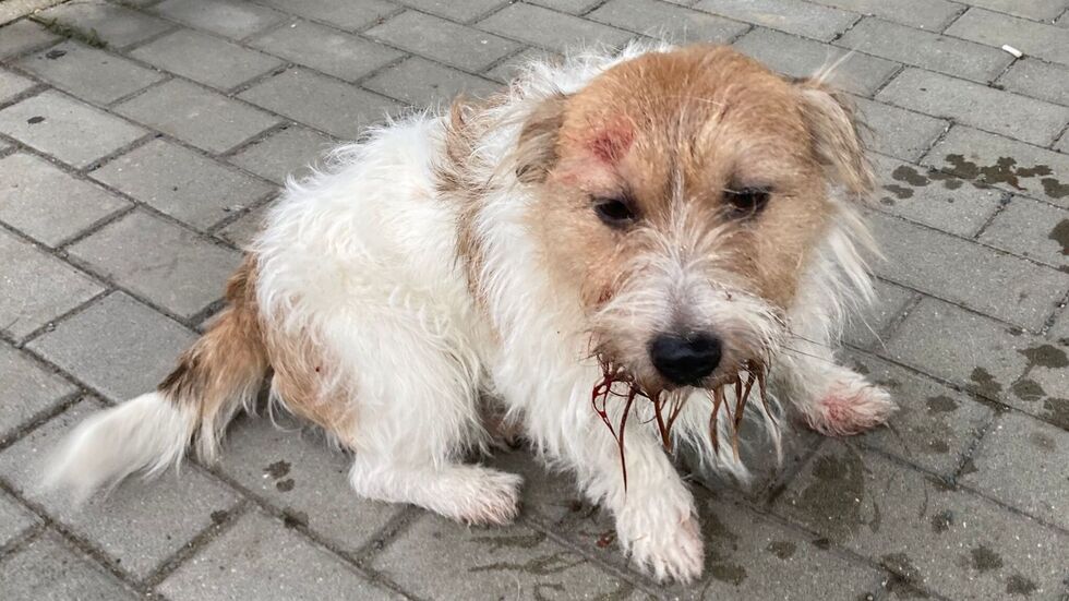 Der kleine Mischling wurde mittlerweile in ein Tierheim gebracht. Der kleine Mischling wurde mittlerweile in ein Tierheim gebracht.