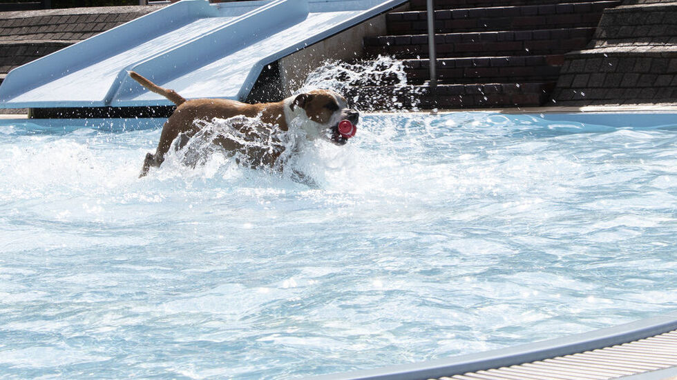 Bei spätsommerlichen Temperaturen und Sonnenschein hatten die Hunde viel Freude. Bei spätsommerlichen Temperaturen und Sonnenschein hatten die Hunde viel Freude.