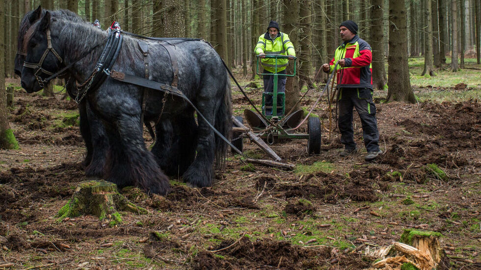 Tannenaussaat ganz traditionell in Lengefeld. Foto © Jan Görner. Tannenaussaat ganz traditionell in Lengefeld. Foto © Jan Görner.
