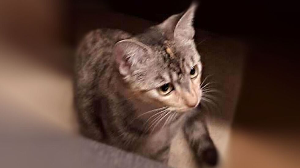 Diese junge grau getigerte Katze wurde in Lugau ausgesetzt.