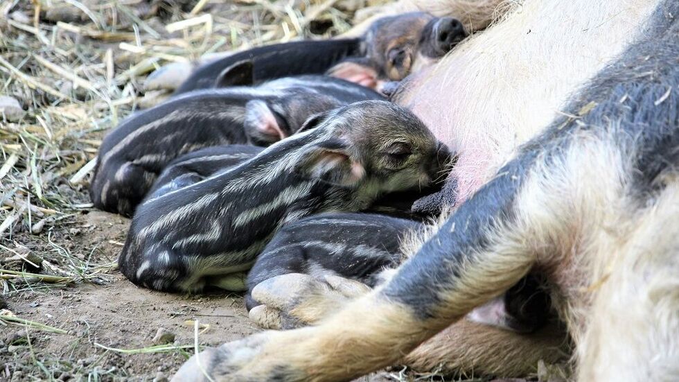 Zuckersüß sind die kleinen Wollschweinferkel...