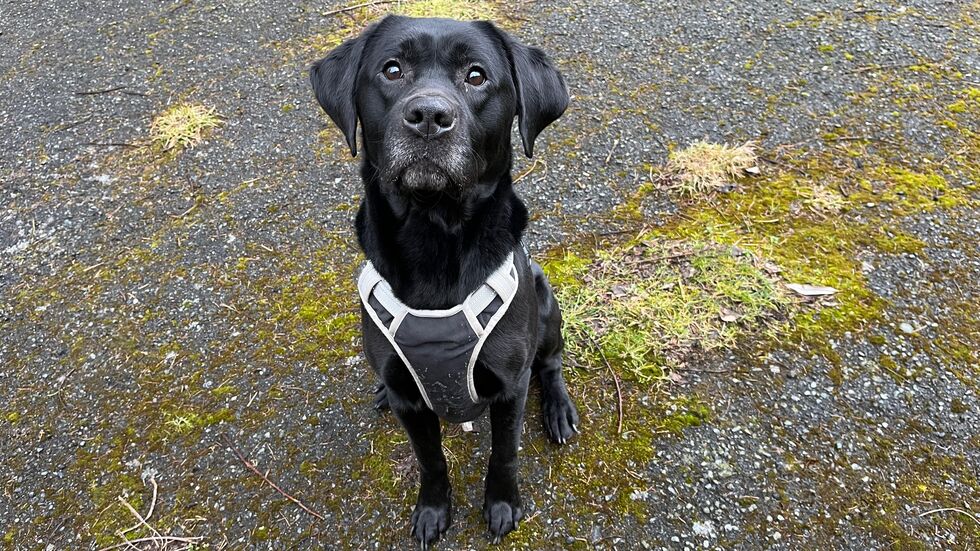 Um diesen Hund geht es. Um diesen Hund geht es.