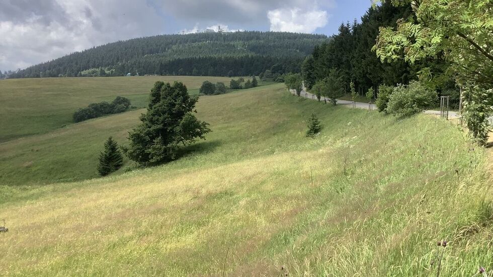 Auf den Wiesen sollen die Ferienhäuse gebaut werden. Auf den Wiesen sollen die Ferienhäuse gebaut werden.