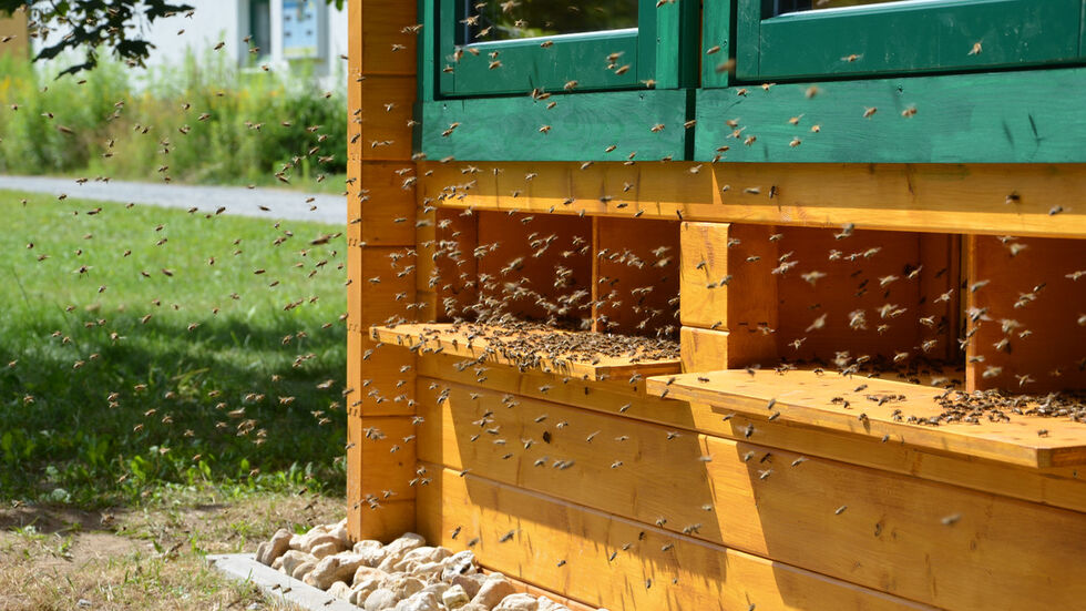 Ein Bienenstock