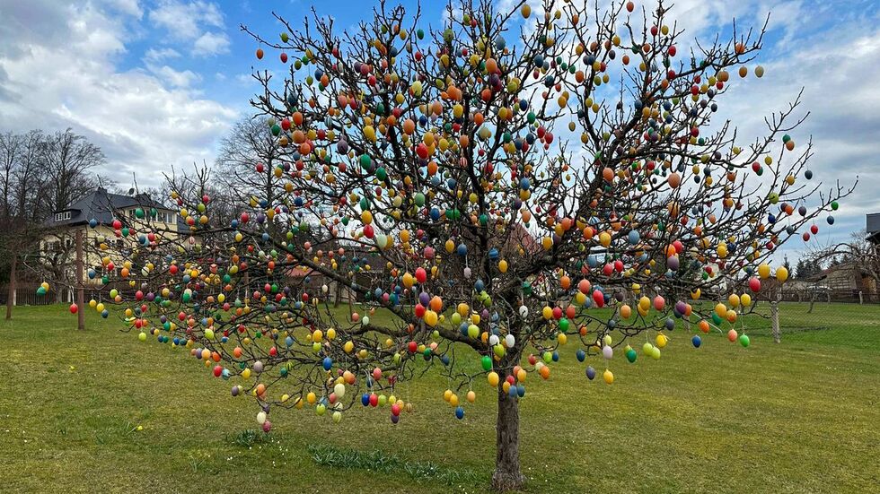 Geschmückt mit knapp 2.000 bunten Ostereiern ziert der Osterbaum den Vorgarten von Famile Range in Oybin.  Geschmückt mit knapp 2.000 bunten Ostereiern ziert der Osterbaum den Vorgarten von Famile Range in Oybin.