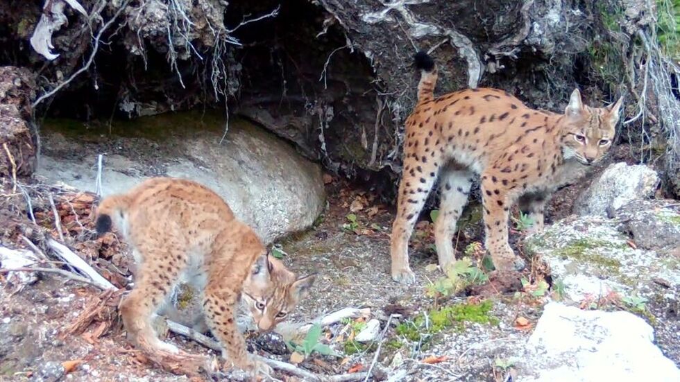 Luchskatze Alva mit einem ihrer beiden Jungtiere