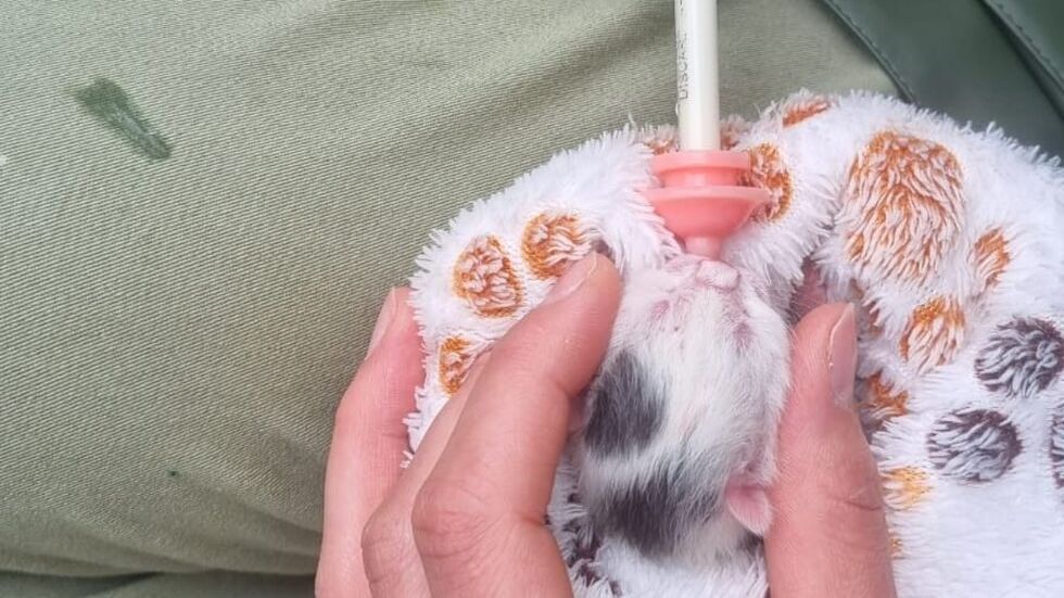 Mit viel Geduld und Liebe versucht man im Tierheim die Winzlinge durchzubekommen. 
