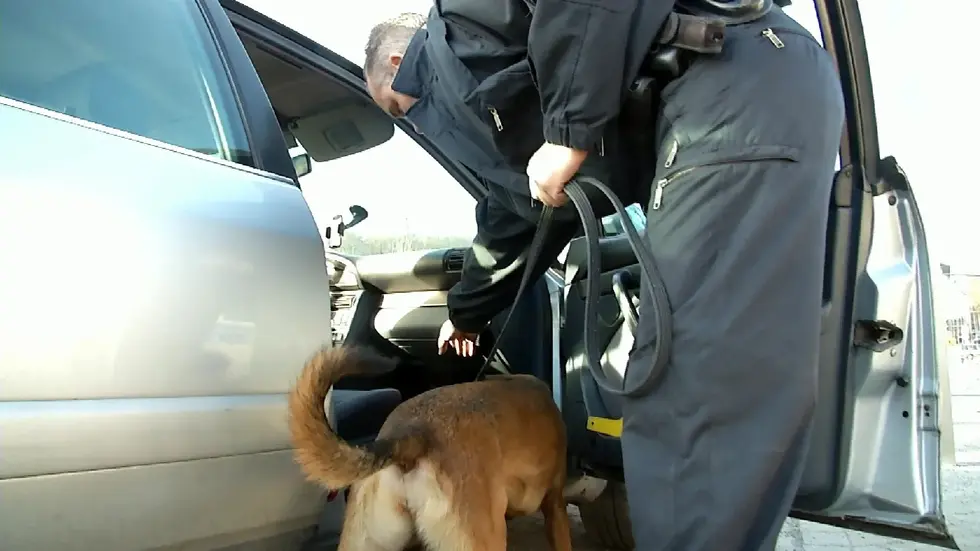 Vor allem bei Grenzkontrollen werden geschmuggelte Tiere festgestellt.