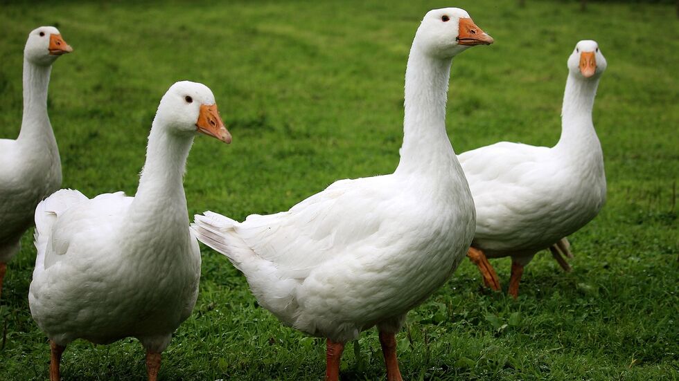 Gänse auf einer Wiese (Symbolbild).