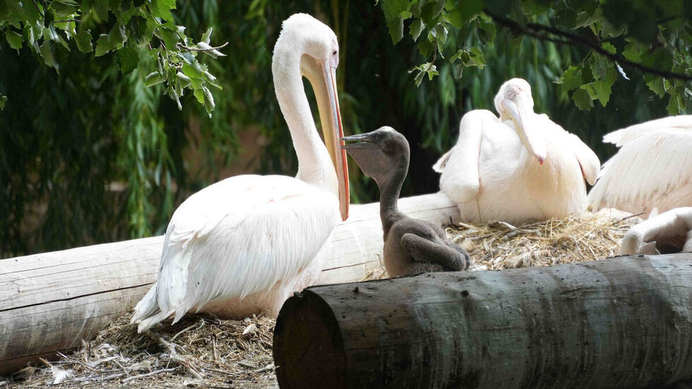 Pelikane im Zoo (Symbolbild).