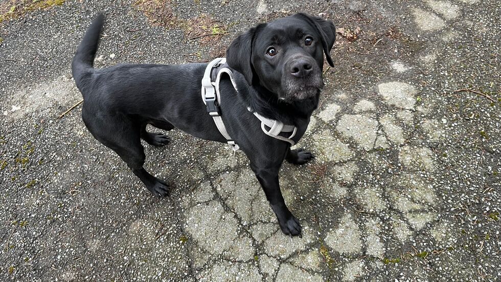 Im Tierheim zeigt sich der Hund freundlich und aufgeschlossen. Im Tierheim zeigt sich der Hund freundlich und aufgeschlossen.
