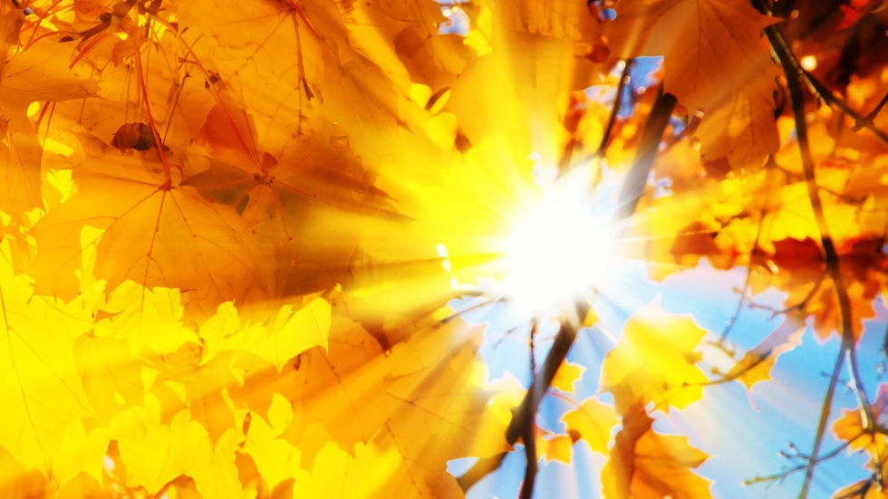 Herbstlaub am Baum, sonnendruchflutet