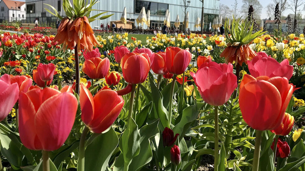 Bei der Landesgartenschau entstehen immer blühende Landschaften, die umgestalteten Gelände werten die Stadt auch nachhaltig auf. Hier eine Impression der LAGA in Frankenberg.