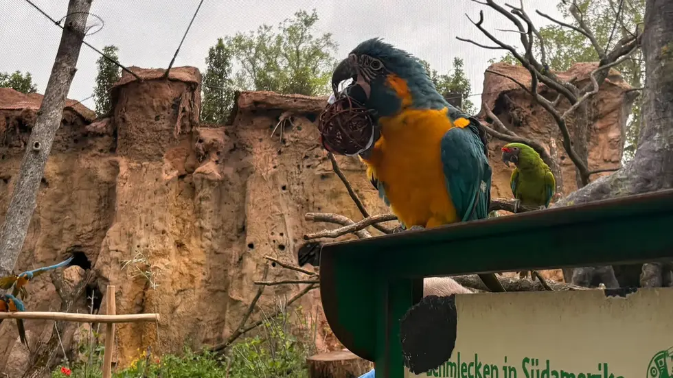 Der Blaukehl-Ara im Leipziger Zoo hat sich die Weidenkugel mit der deutschen Flagge geschnappt.